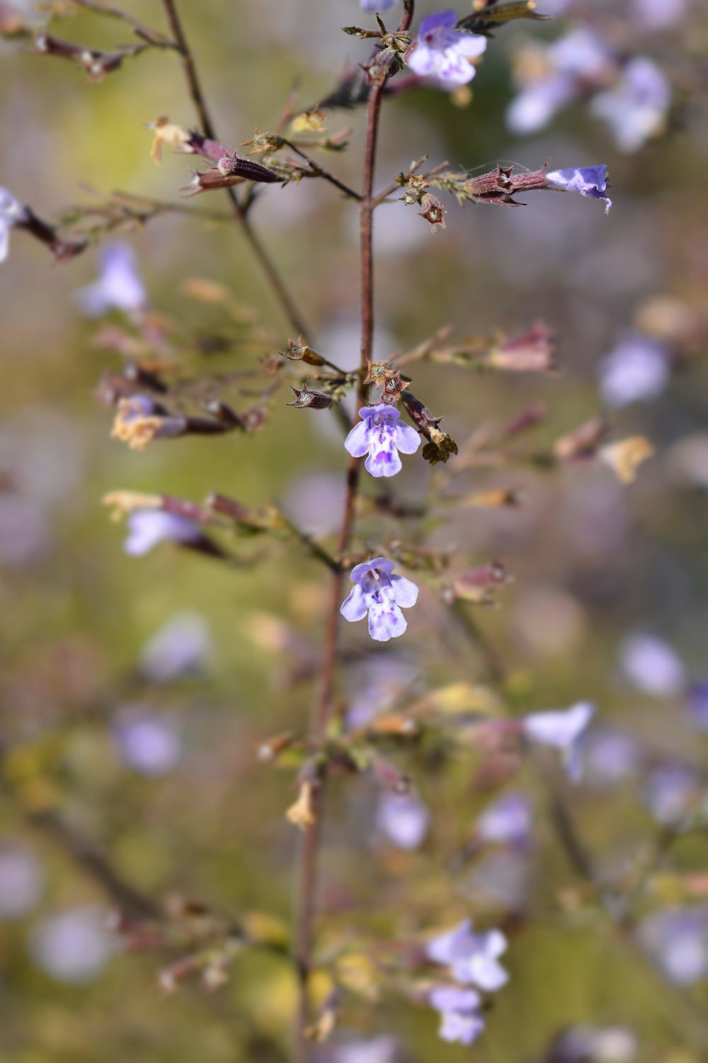 Calamintha nepeta 'Blue Cloud'