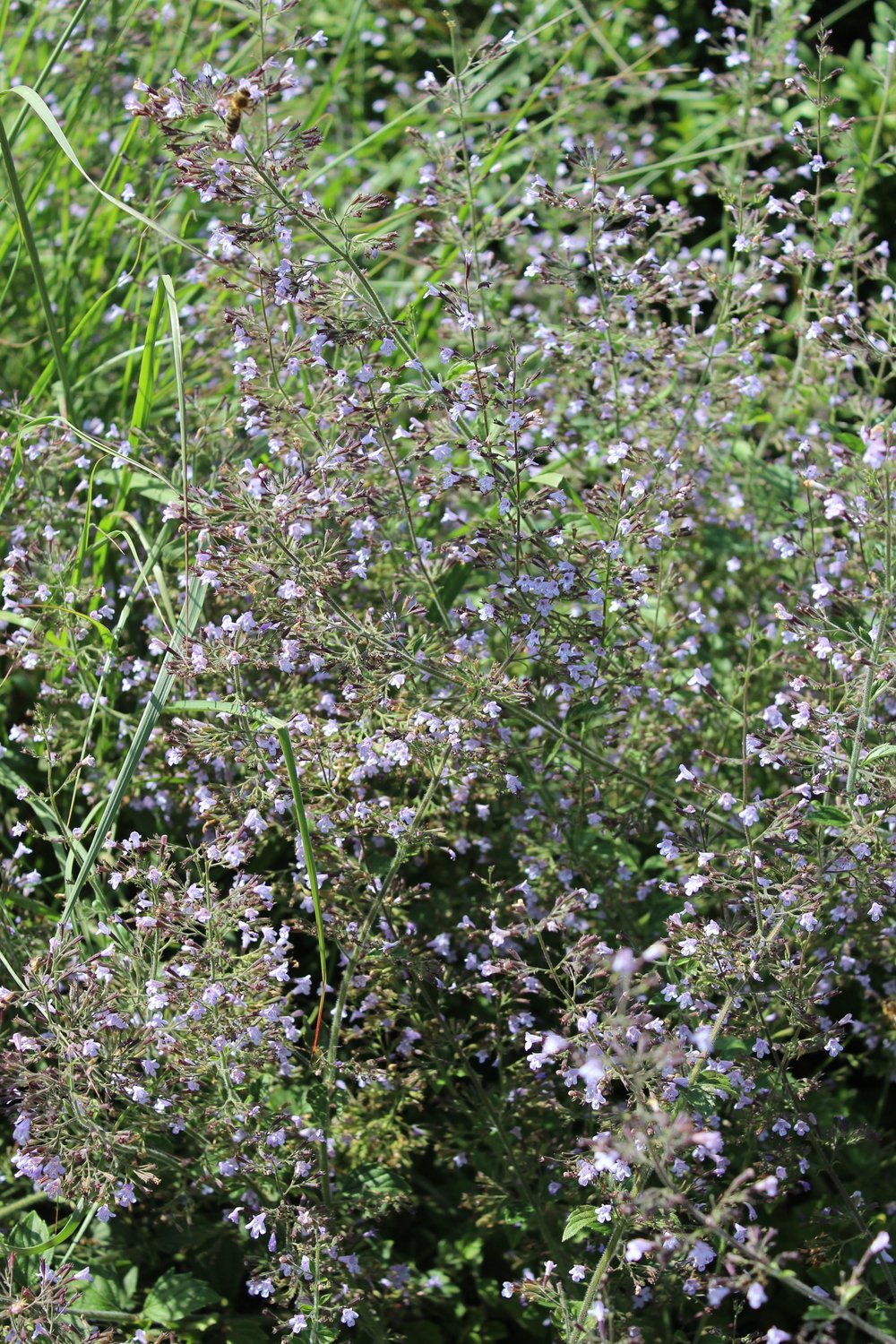 Calamintha nepeta 'Blue Cloud'