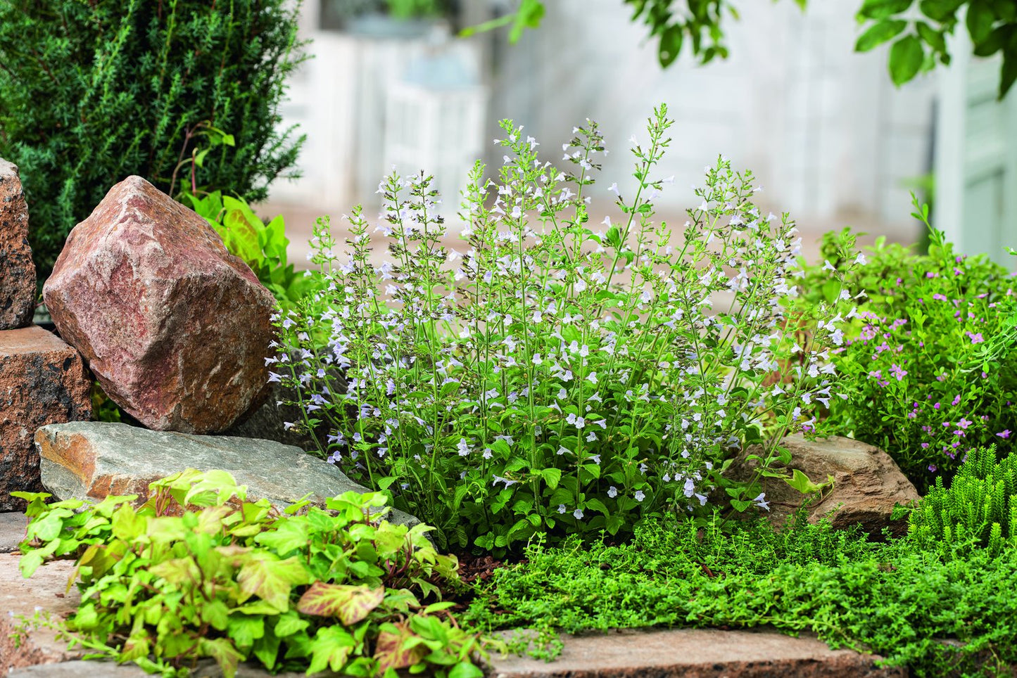 Calamintha nepeta 'Blue Cloud'