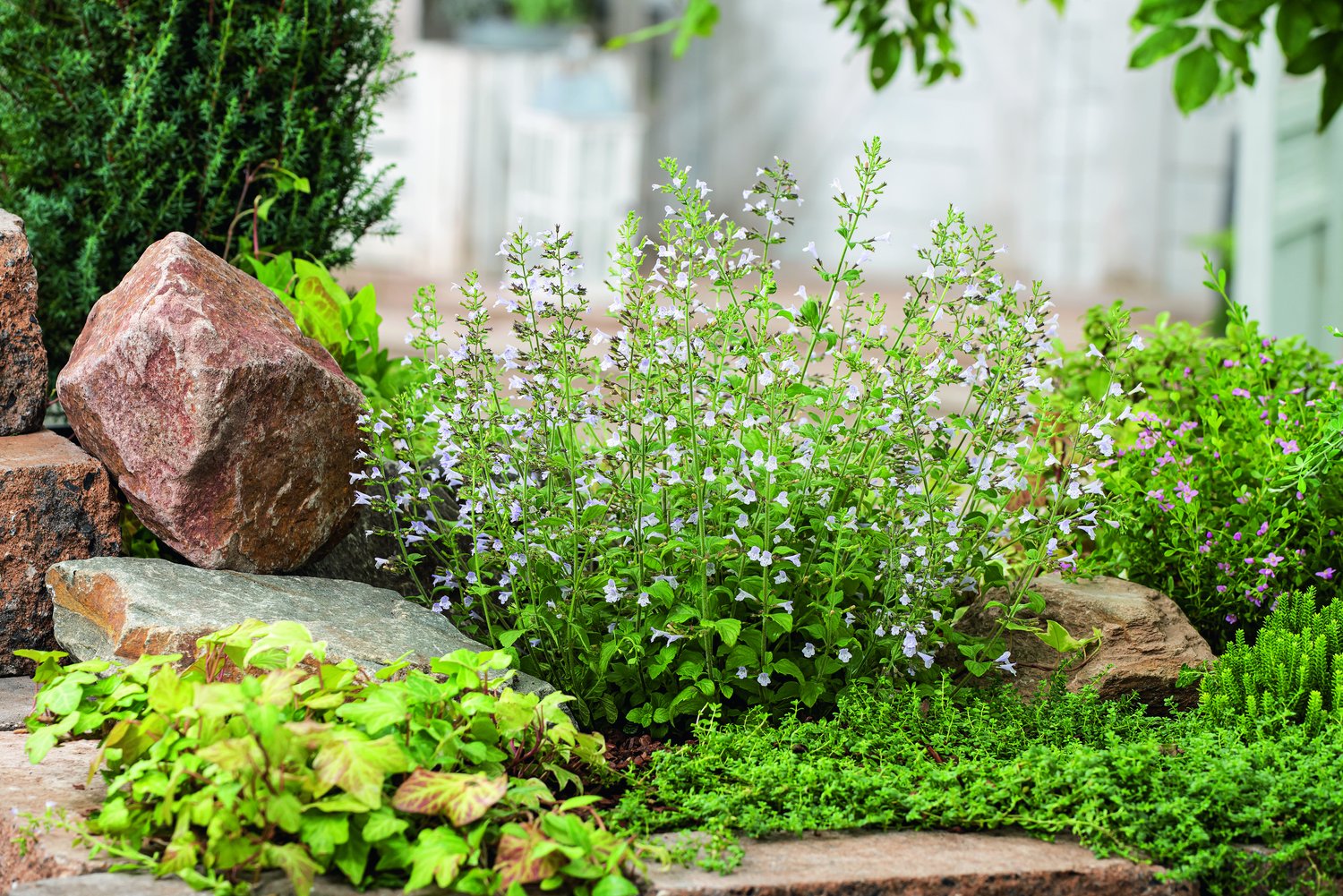 Calamintha nepeta 'Blue Cloud'
