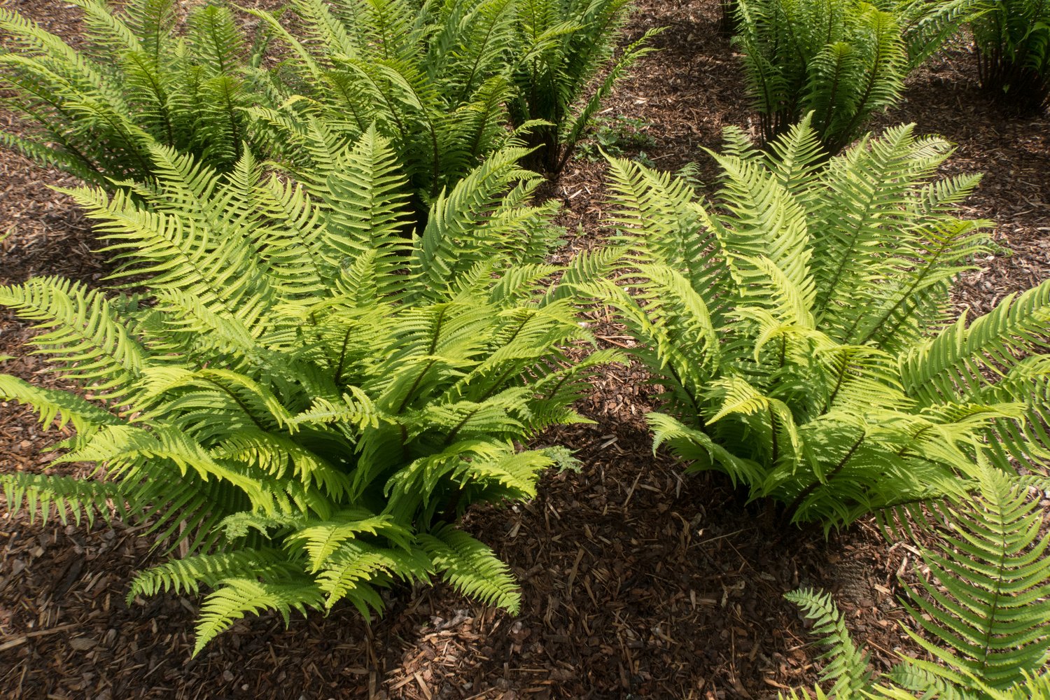 Dryopteris cycadina