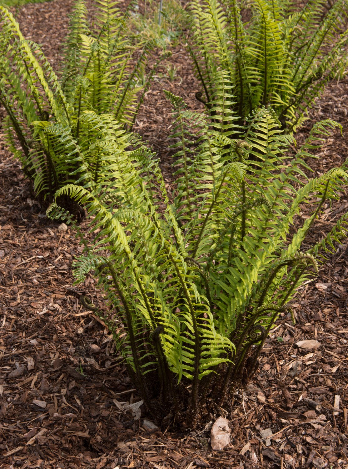 Dryopteris cycadina