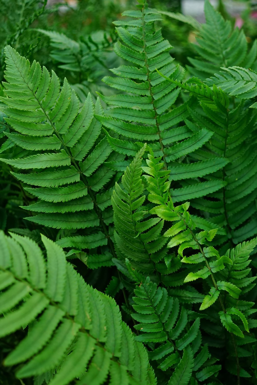 Dryopteris cycadina