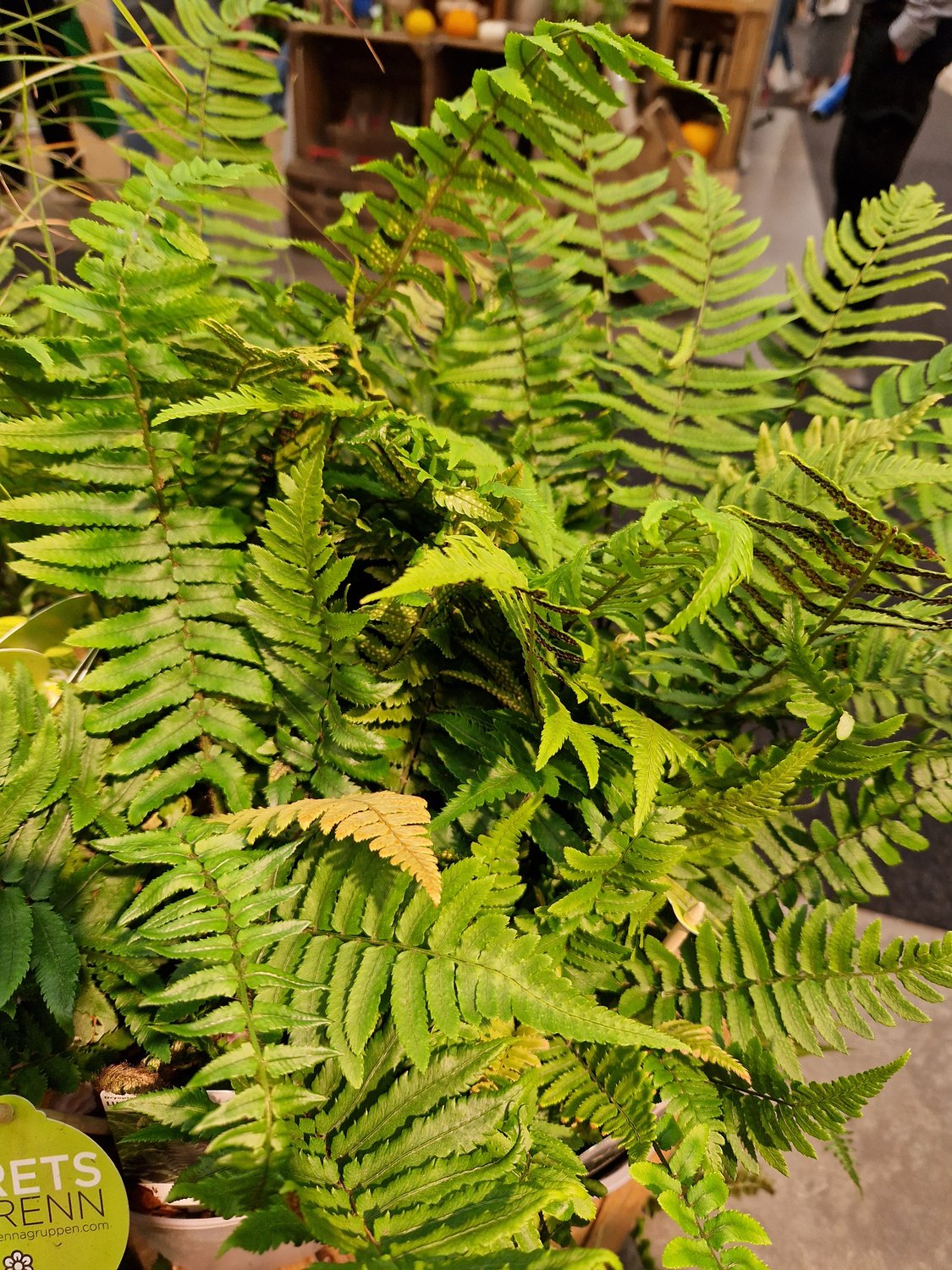 Dryopteris cycadina