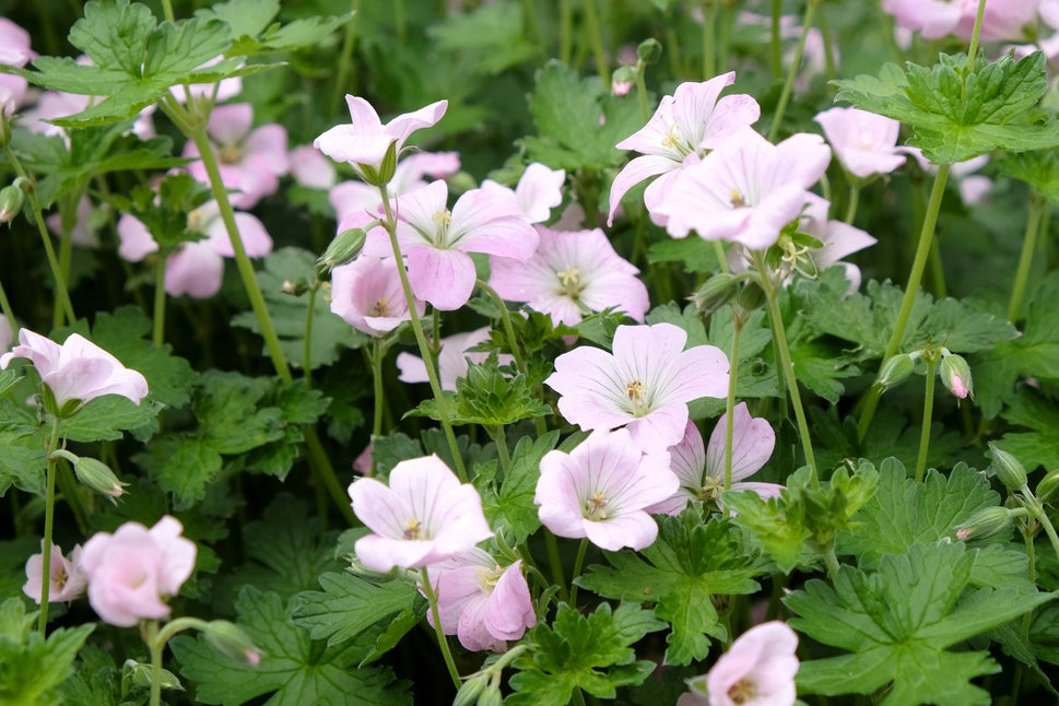 Geranium DREAMLAND ('Breamdream')