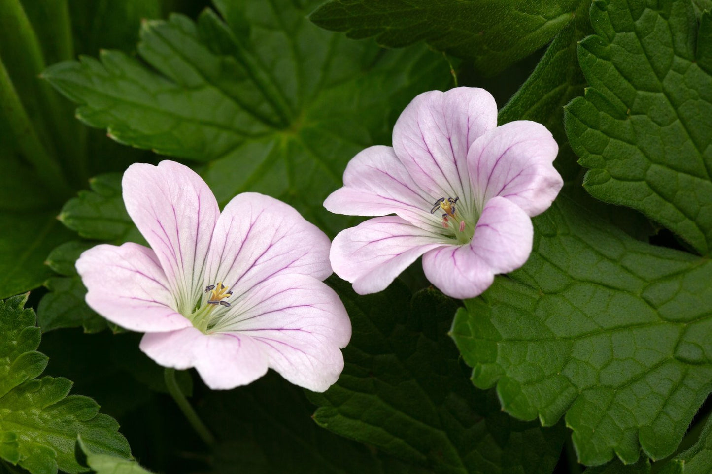 Geranium DREAMLAND ('Breamdream')