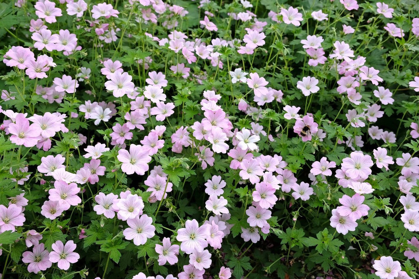 Geranium DREAMLAND ('Breamdream')