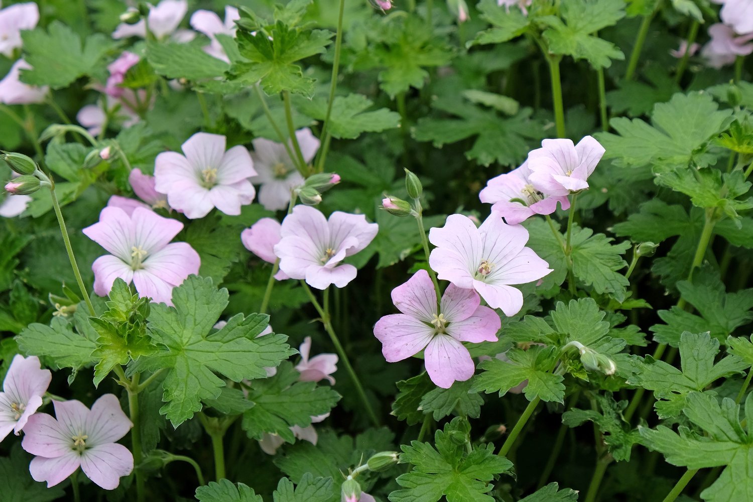 Geranium DREAMLAND ('Breamdream')