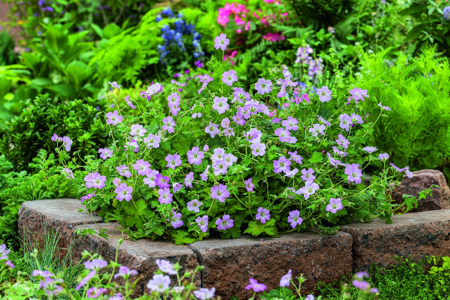 Geranium DREAMLAND ('Breamdream')
