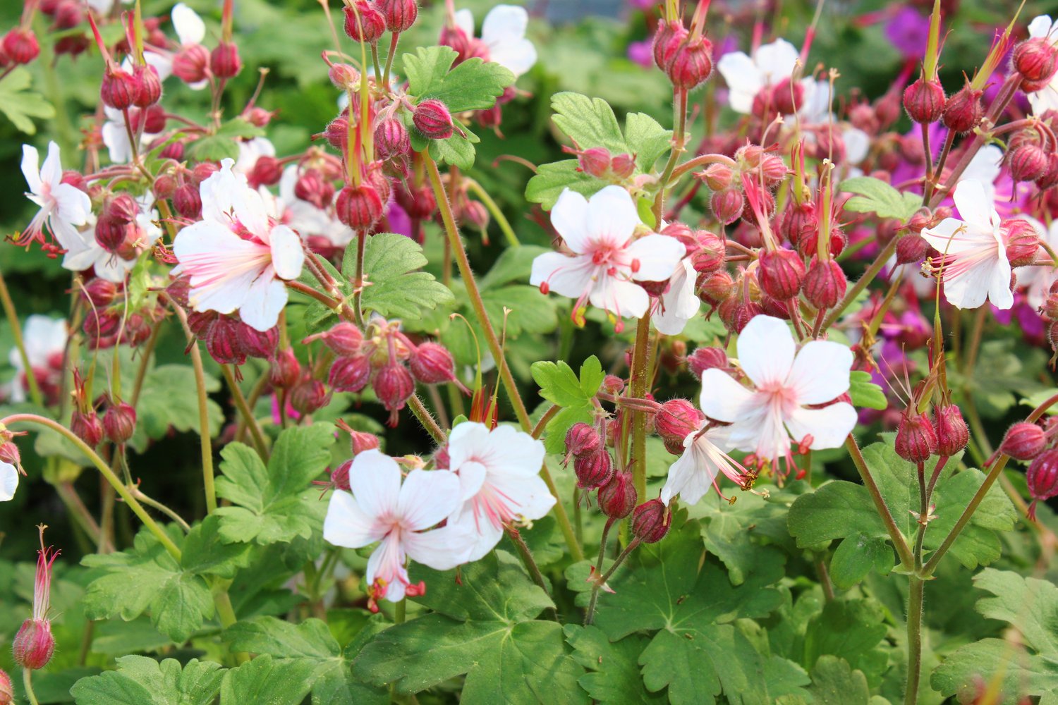 Geranium macrorrhizum 'Spessart'