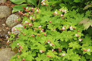 Geranium macrorrhizum 'Spessart'