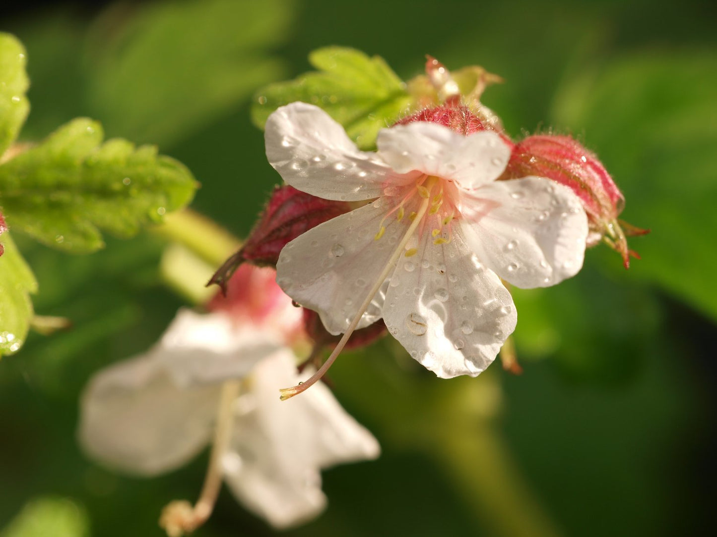 Geranium macrorrhizum 'Spessart'