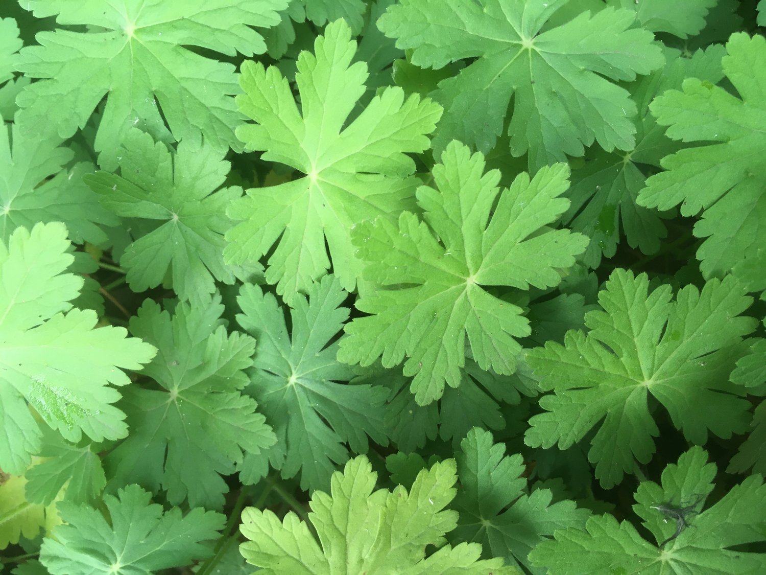 Geranium macrorrhizum 'Spessart'
