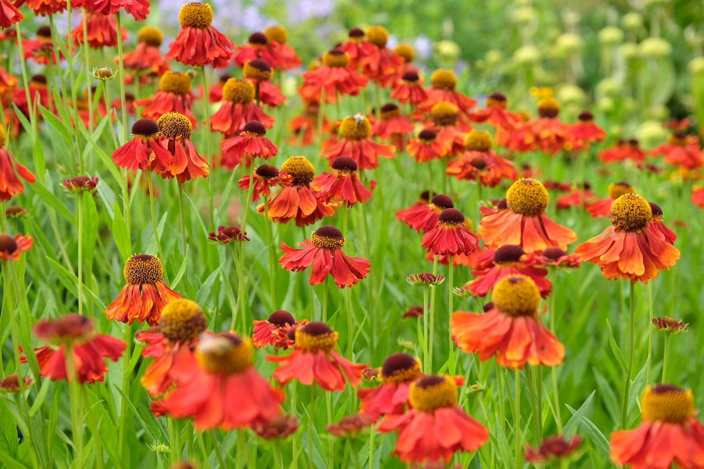 Helenium Autumnale- Gr. 'Moerheim Beauty'