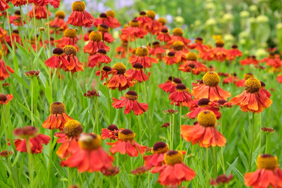 Helenium Autumnale- Gr. 'Moerheim Beauty'