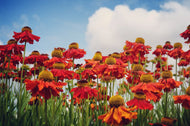 Helenium Autumnale- Gr. 'Moerheim Beauty'