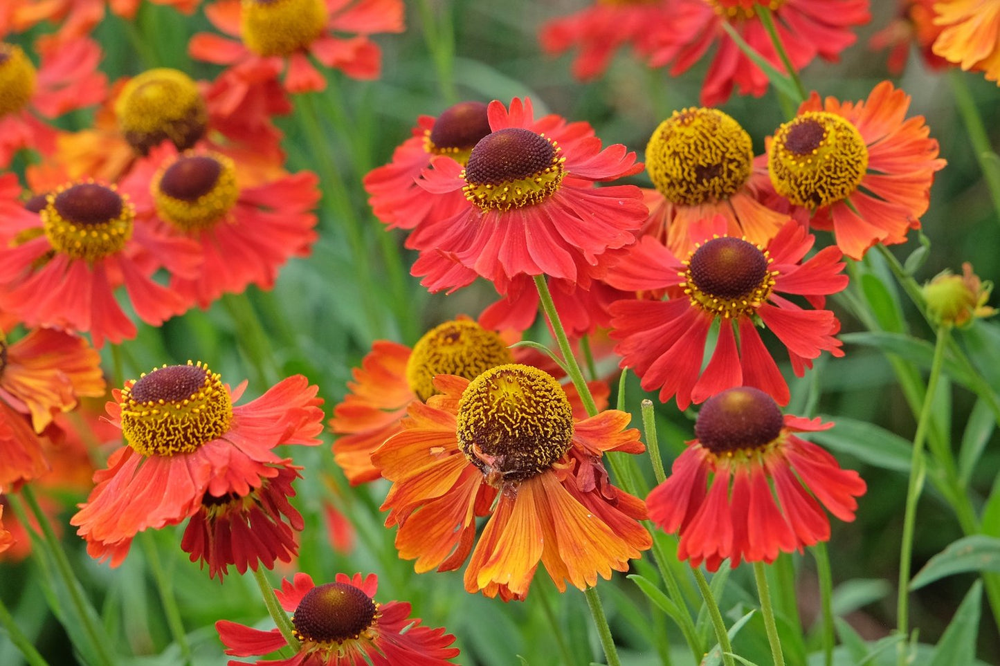 Helenium Autumnale- Gr. 'Moerheim Beauty'