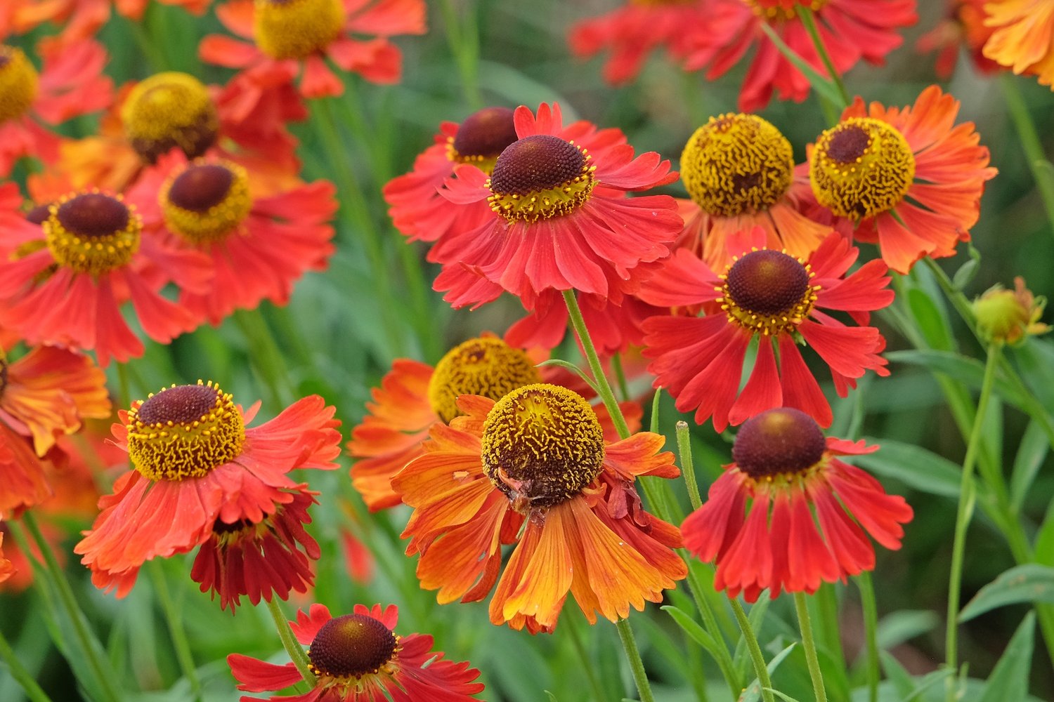 Helenium Autumnale- Gr. 'Moerheim Beauty'