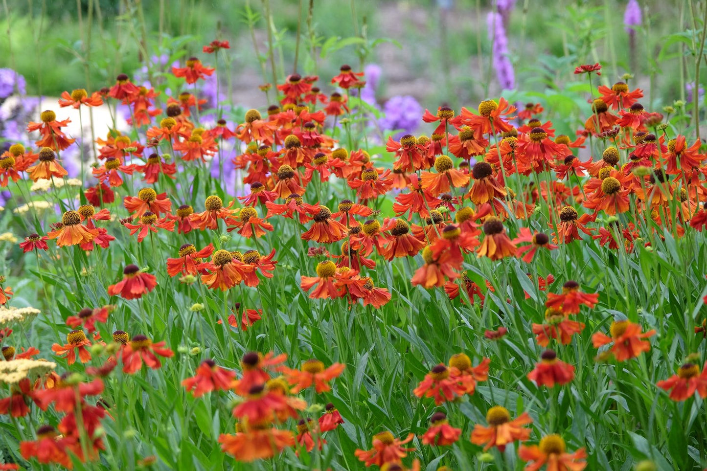 Helenium Autumnale- Gr. 'Moerheim Beauty'