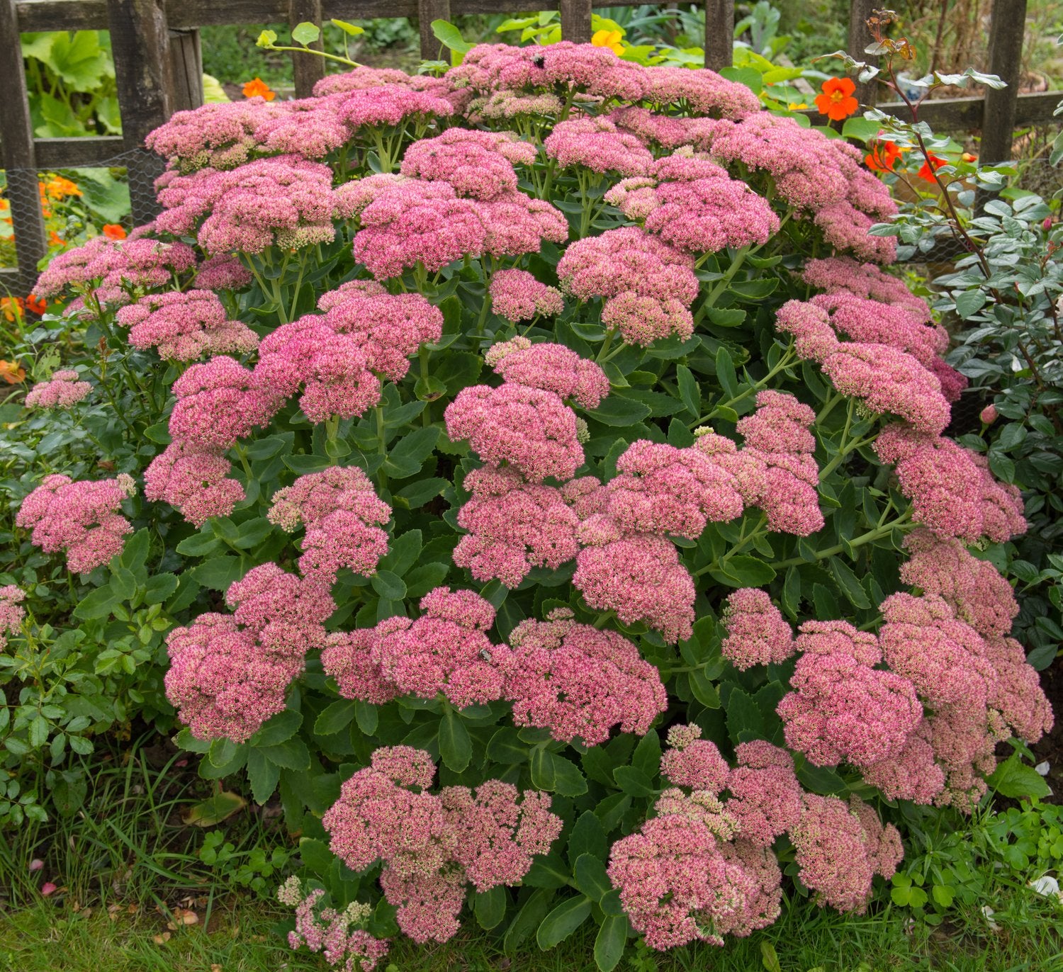Hylotelephium spectabile 'Brilliant'