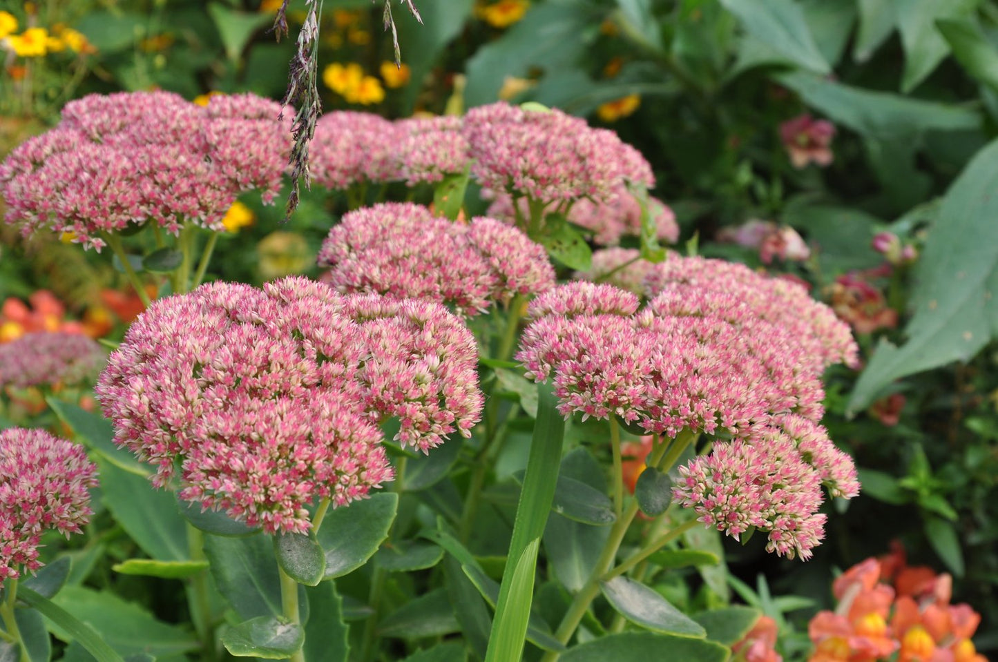 Hylotelephium spectabile 'Brilliant'