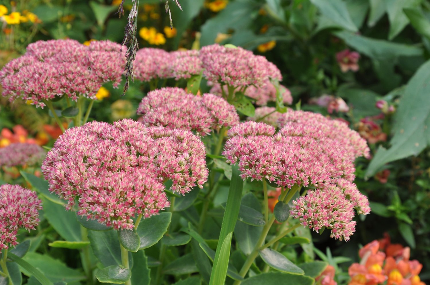 Hylotelephium spectabile 'Brilliant'