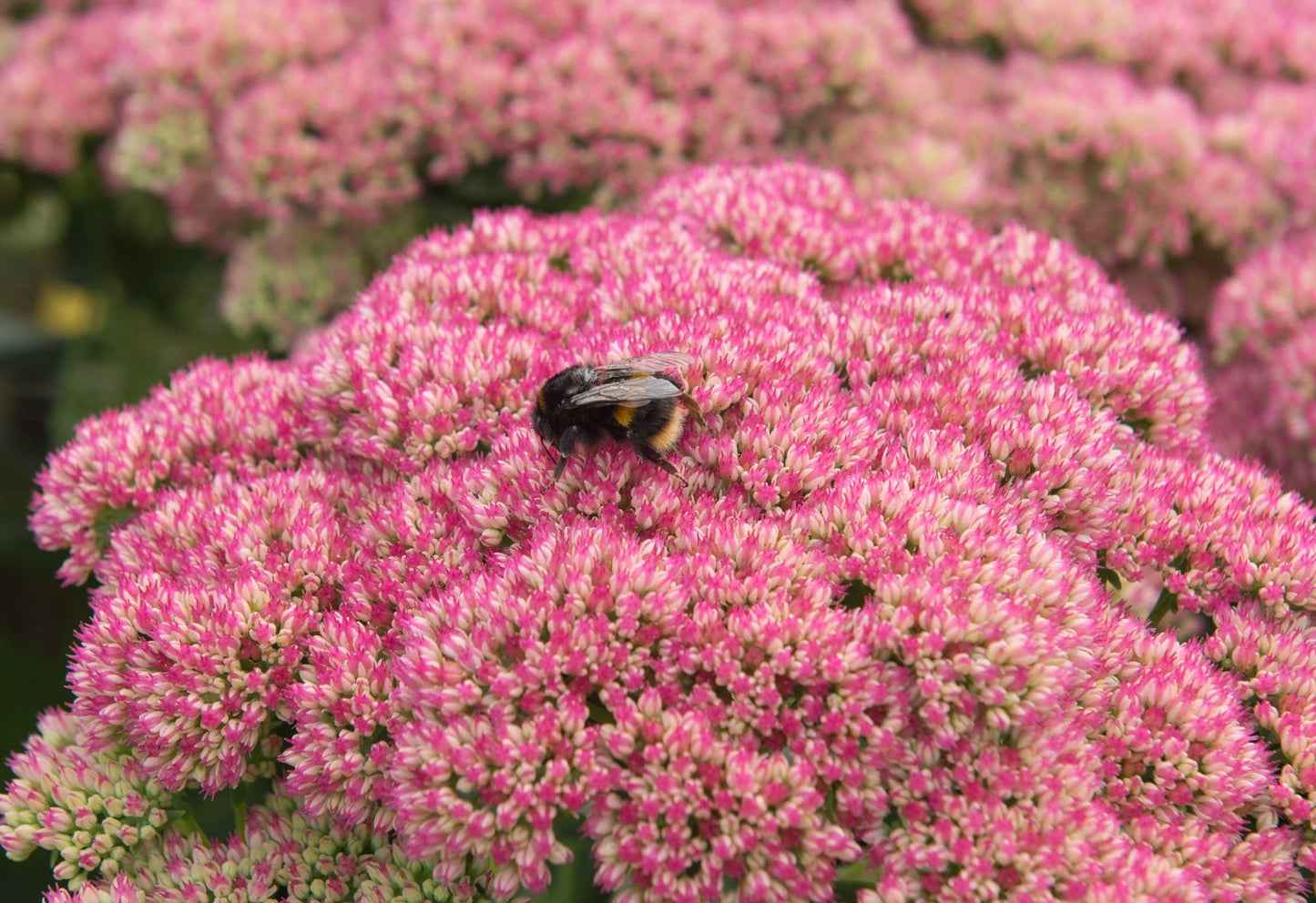 Hylotelephium spectabile 'Brilliant'