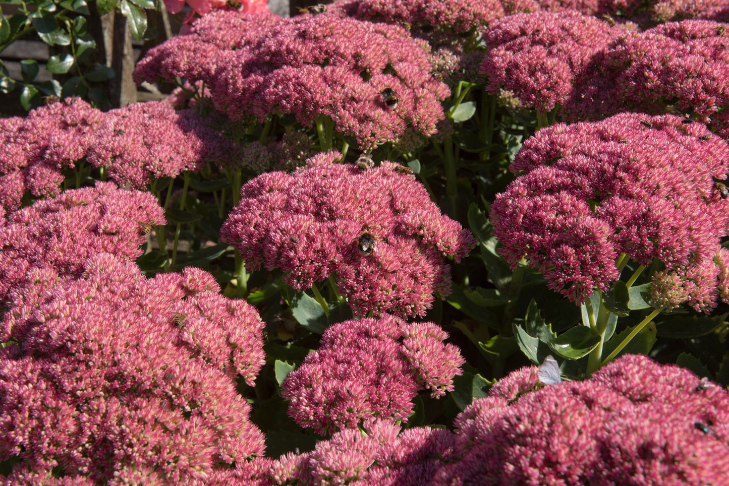 Hylotelephium spectabile 'Brilliant'