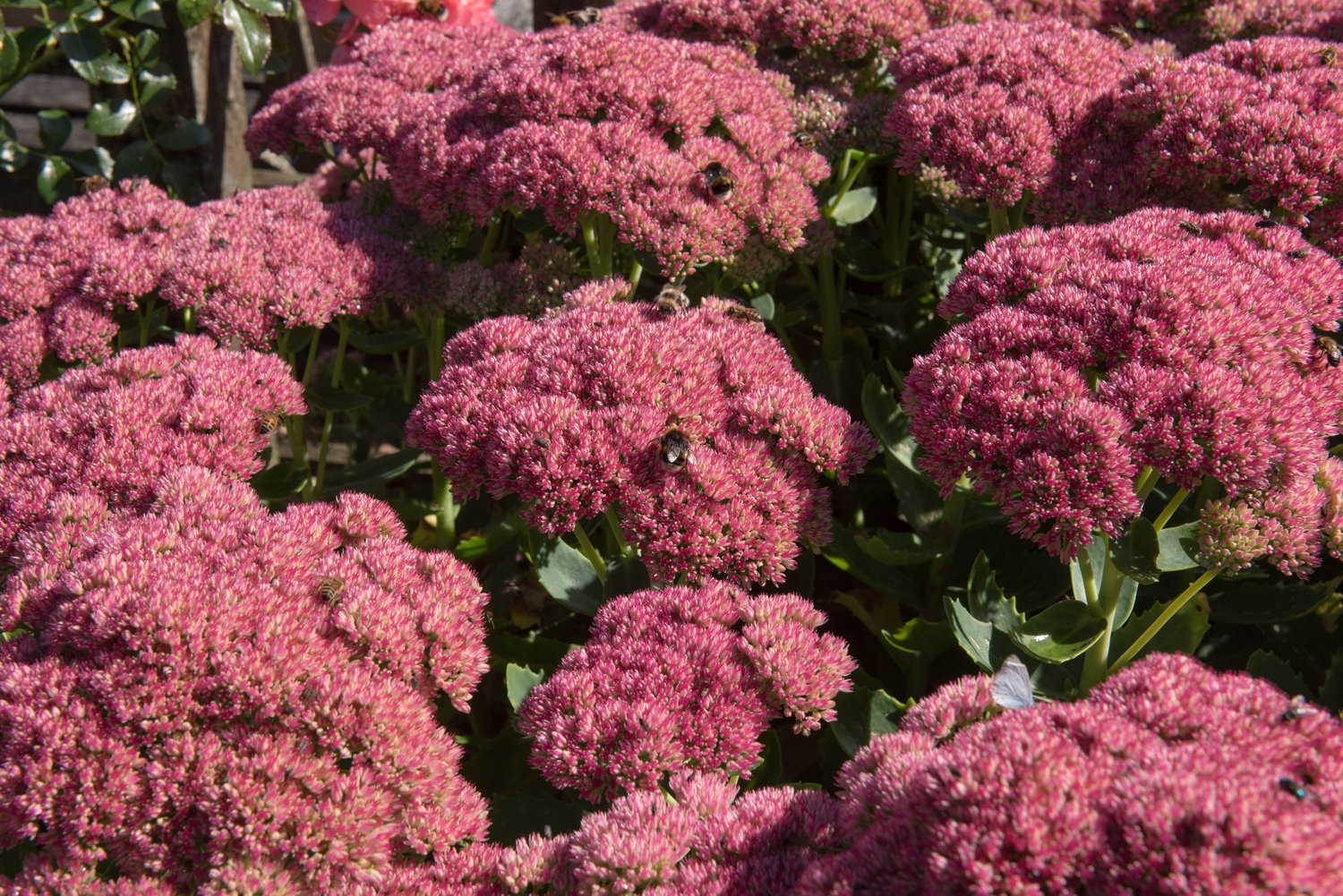 Hylotelephium spectabile 'Brilliant'