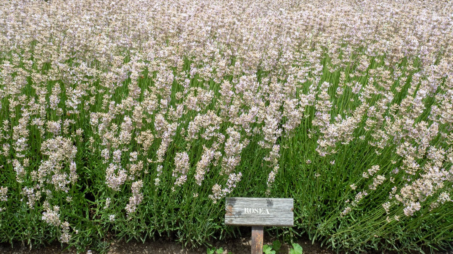 Lavandula angustifolia 'Rosea'