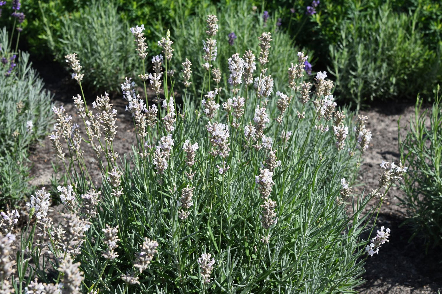 Lavandula angustifolia 'Rosea'