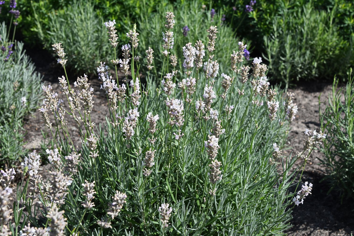 Lavandula angustifolia 'Rosea'