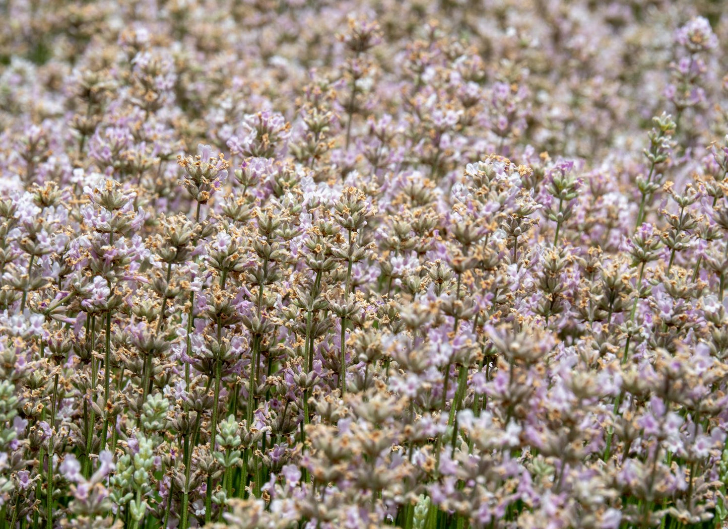 Lavandula angustifolia 'Rosea'