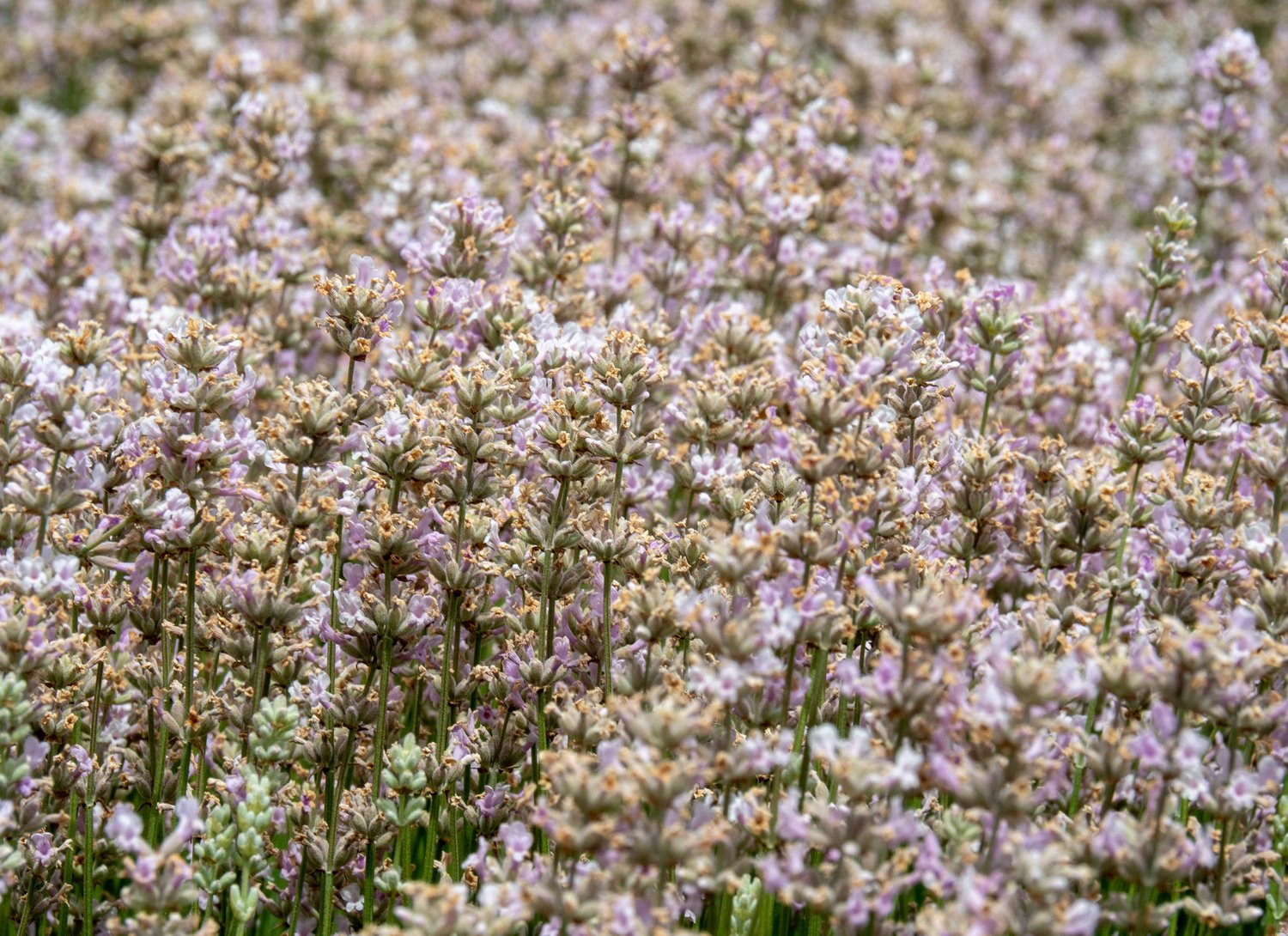 Lavandula angustifolia 'Rosea'
