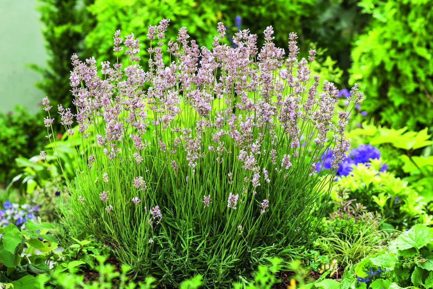 Lavandula angustifolia 'Rosea'