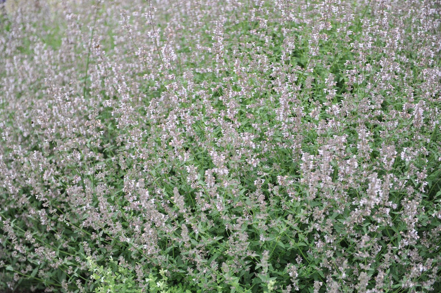 Nepeta faassenii 'Amelia'
