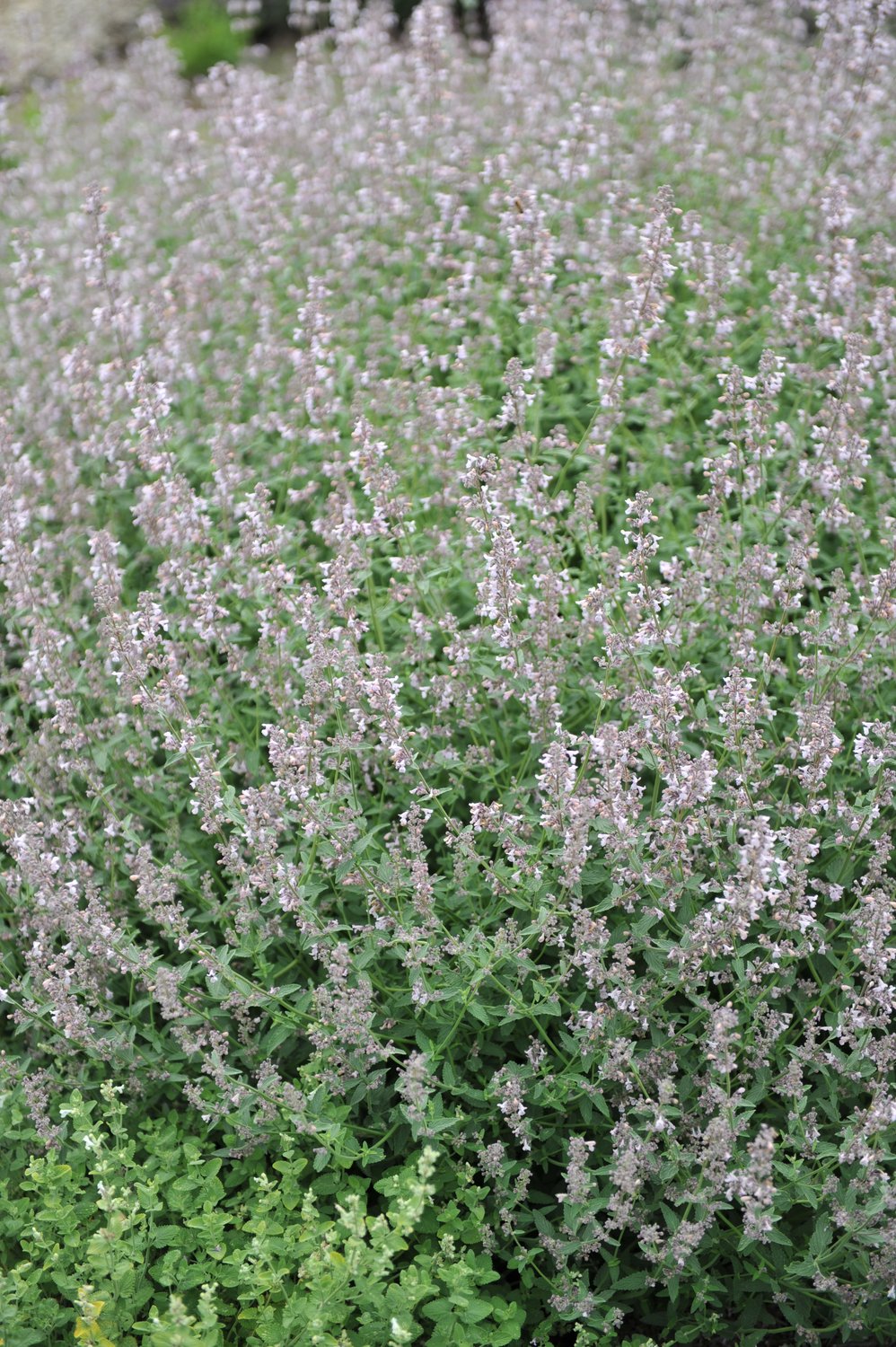 Nepeta faassenii 'Amelia'