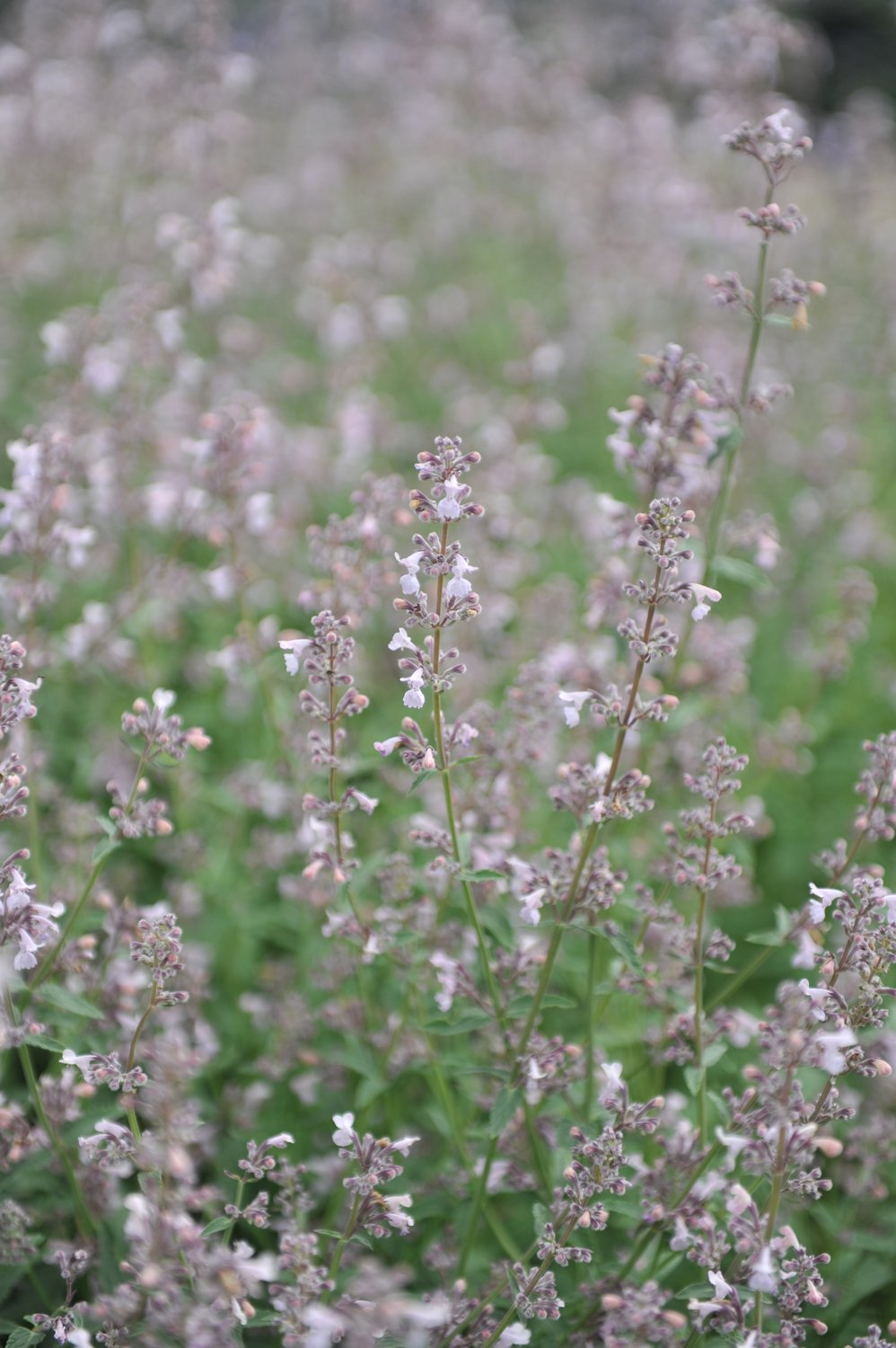 Nepeta faassenii 'Amelia'