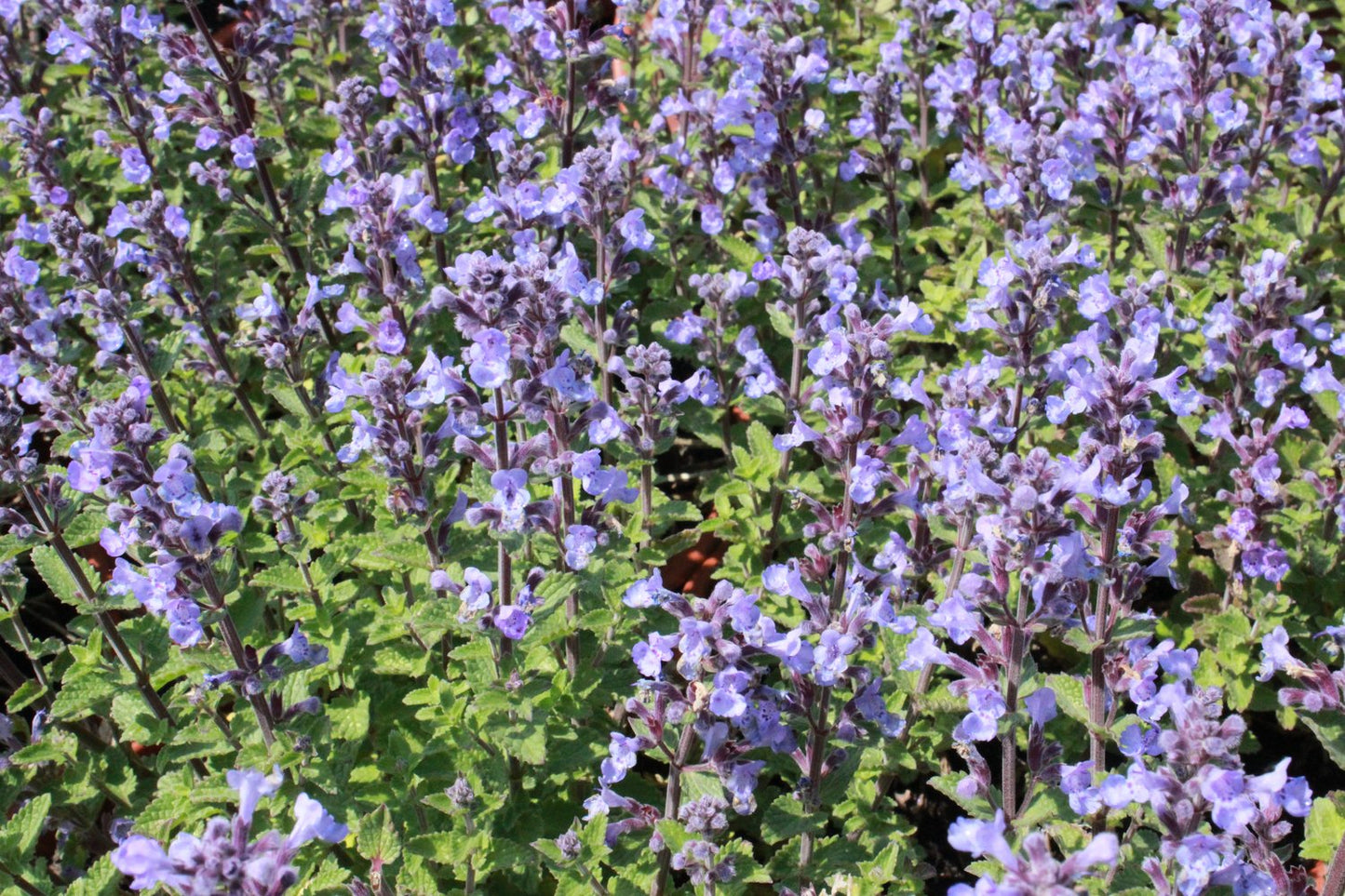 Nepeta faassenii 'Purrsian Blue'