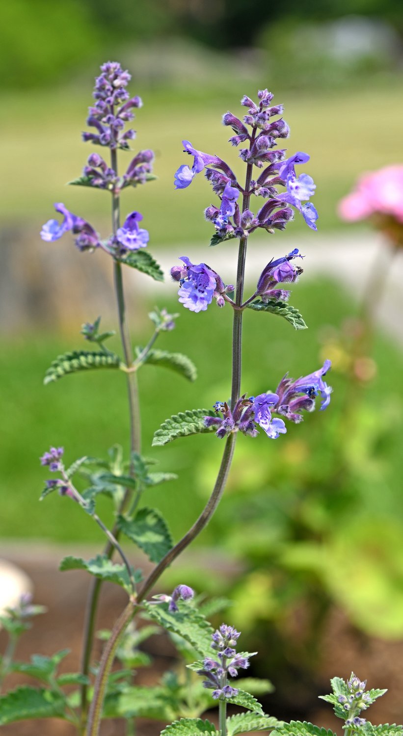 Nepeta faassenii 'Purrsian Blue'