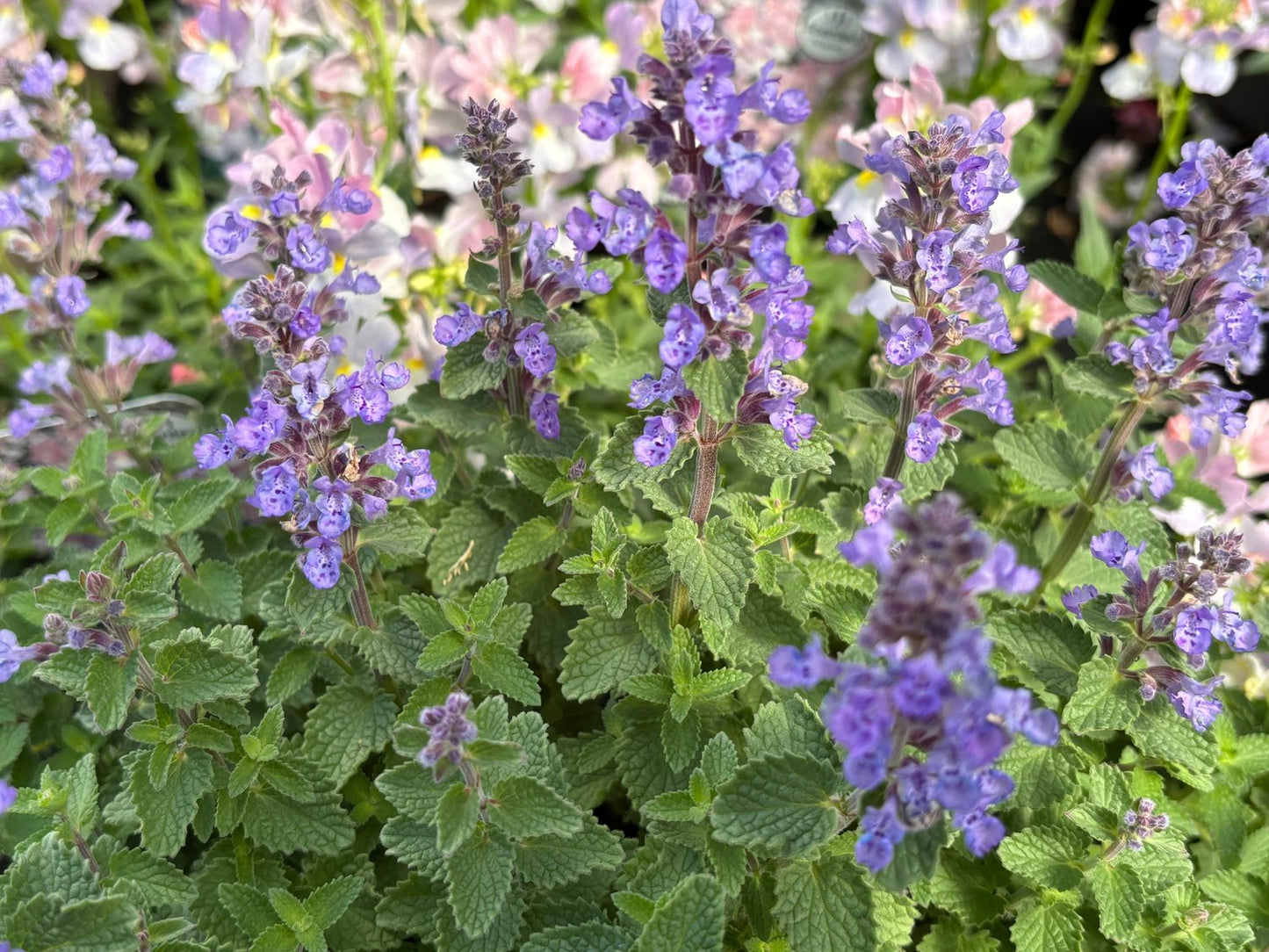 Nepeta faassenii 'Purrsian Blue'