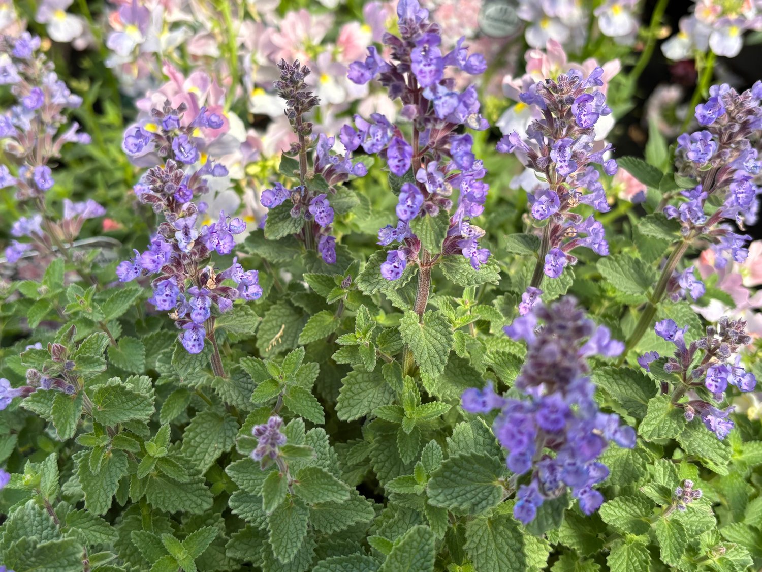 Nepeta faassenii 'Purrsian Blue'