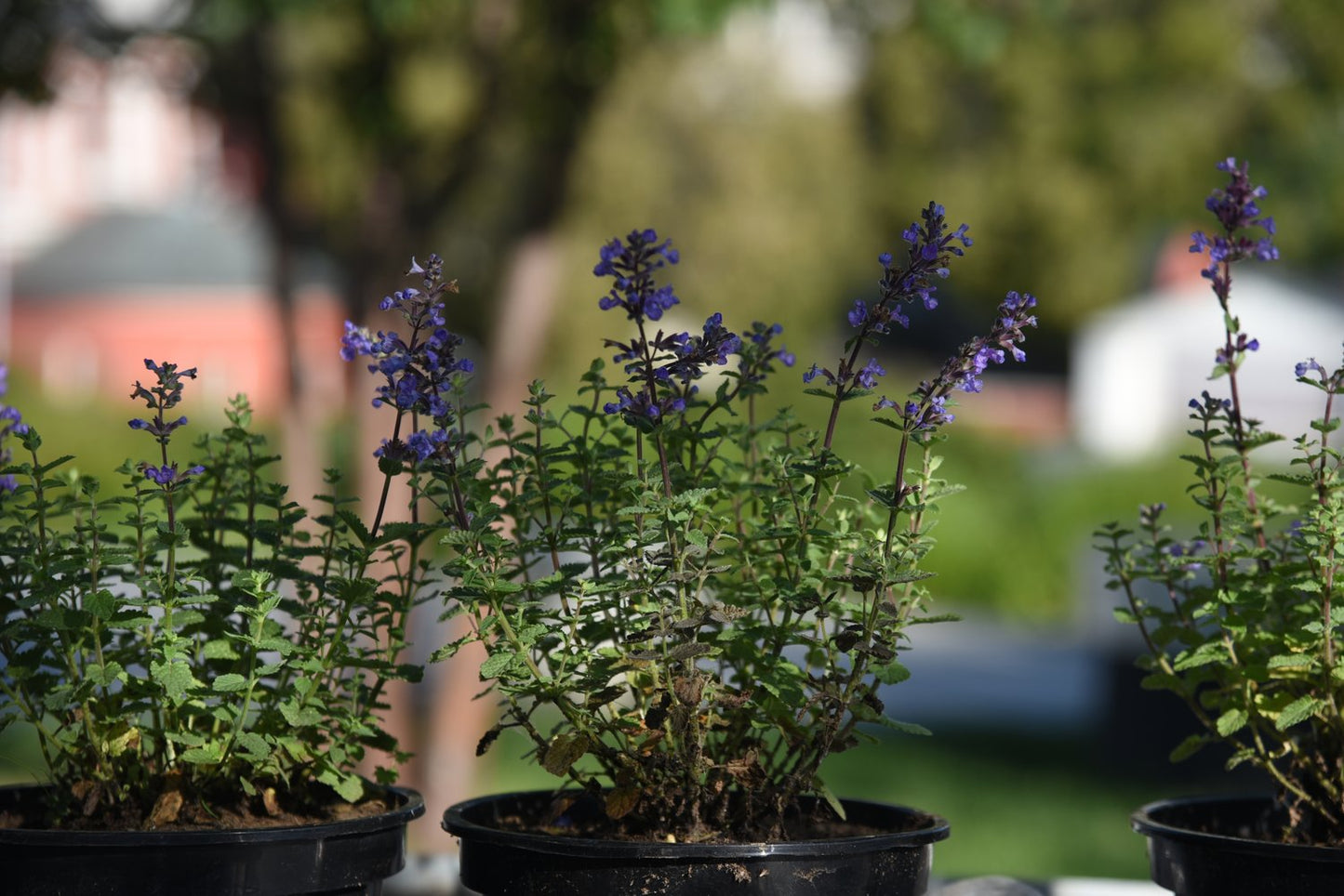 Nepeta faassenii 'Purrsian Blue'