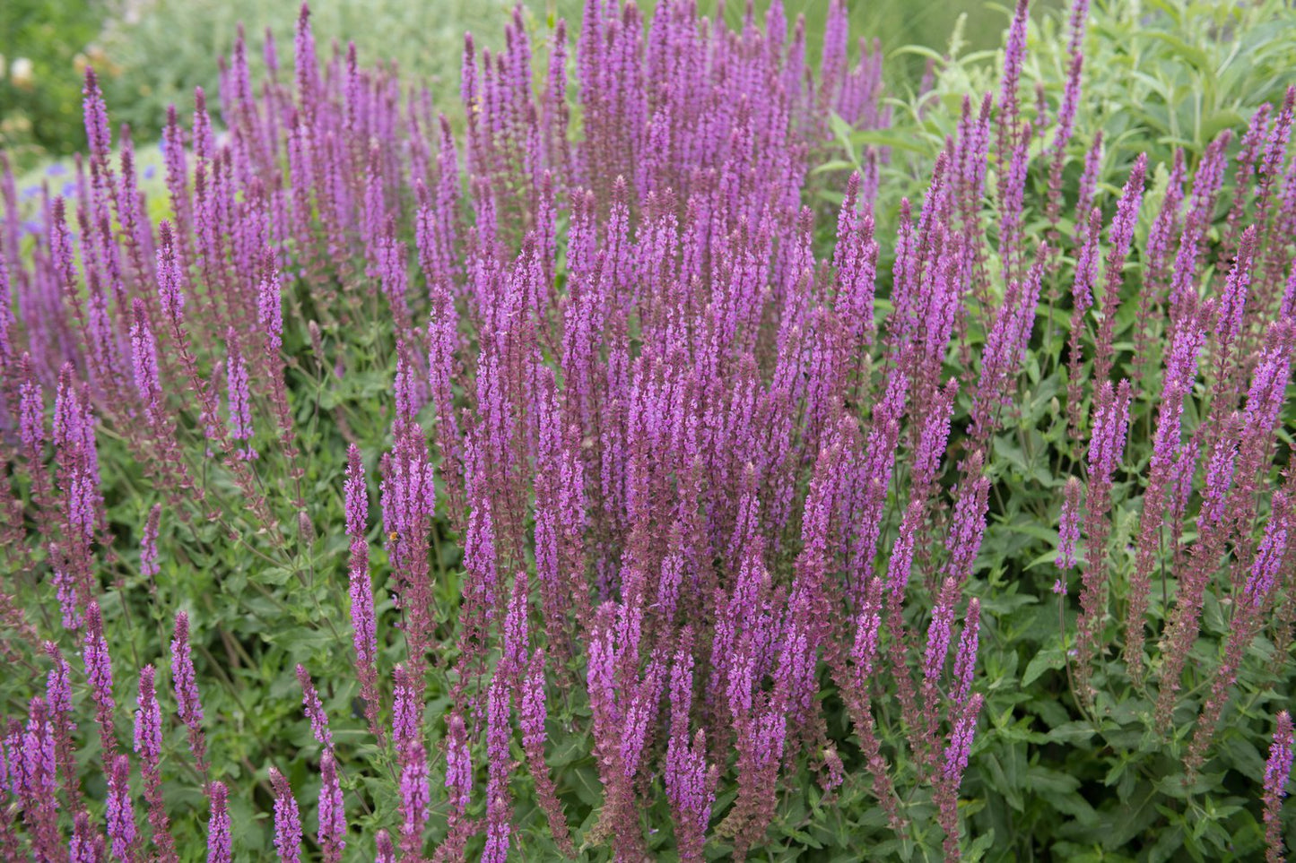 Salvia nemorosa 'Amethyst'