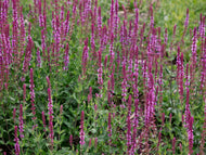 Salvia nemorosa 'Amethyst'