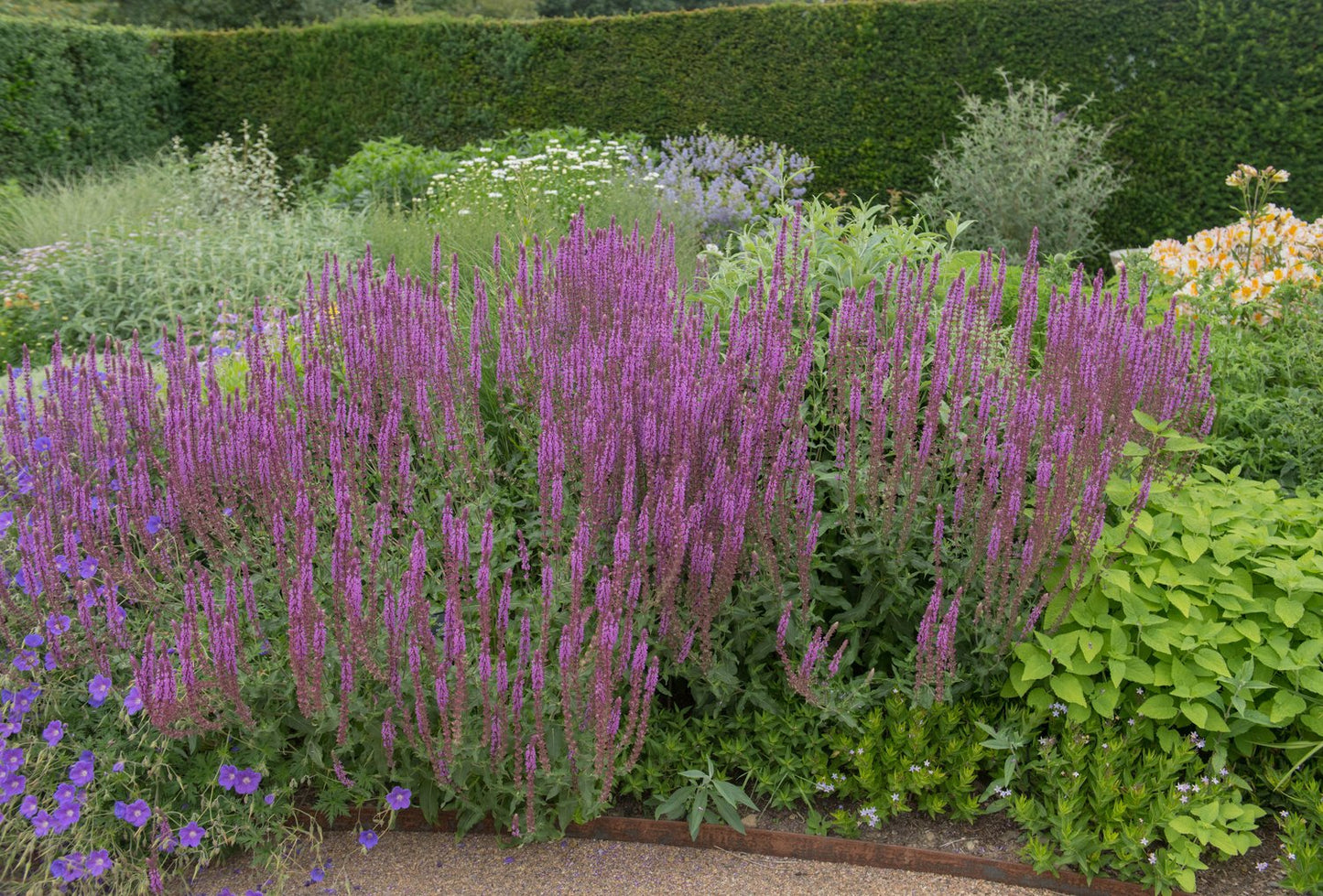 Salvia nemorosa 'Amethyst'