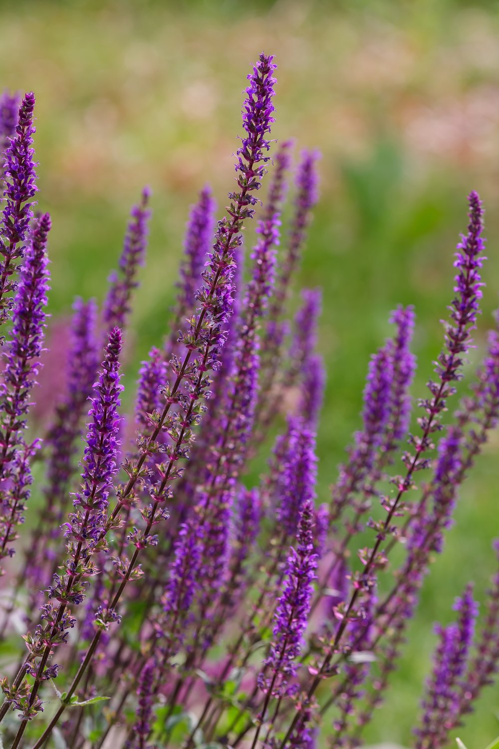Salvia nemorosa 'Amethyst'