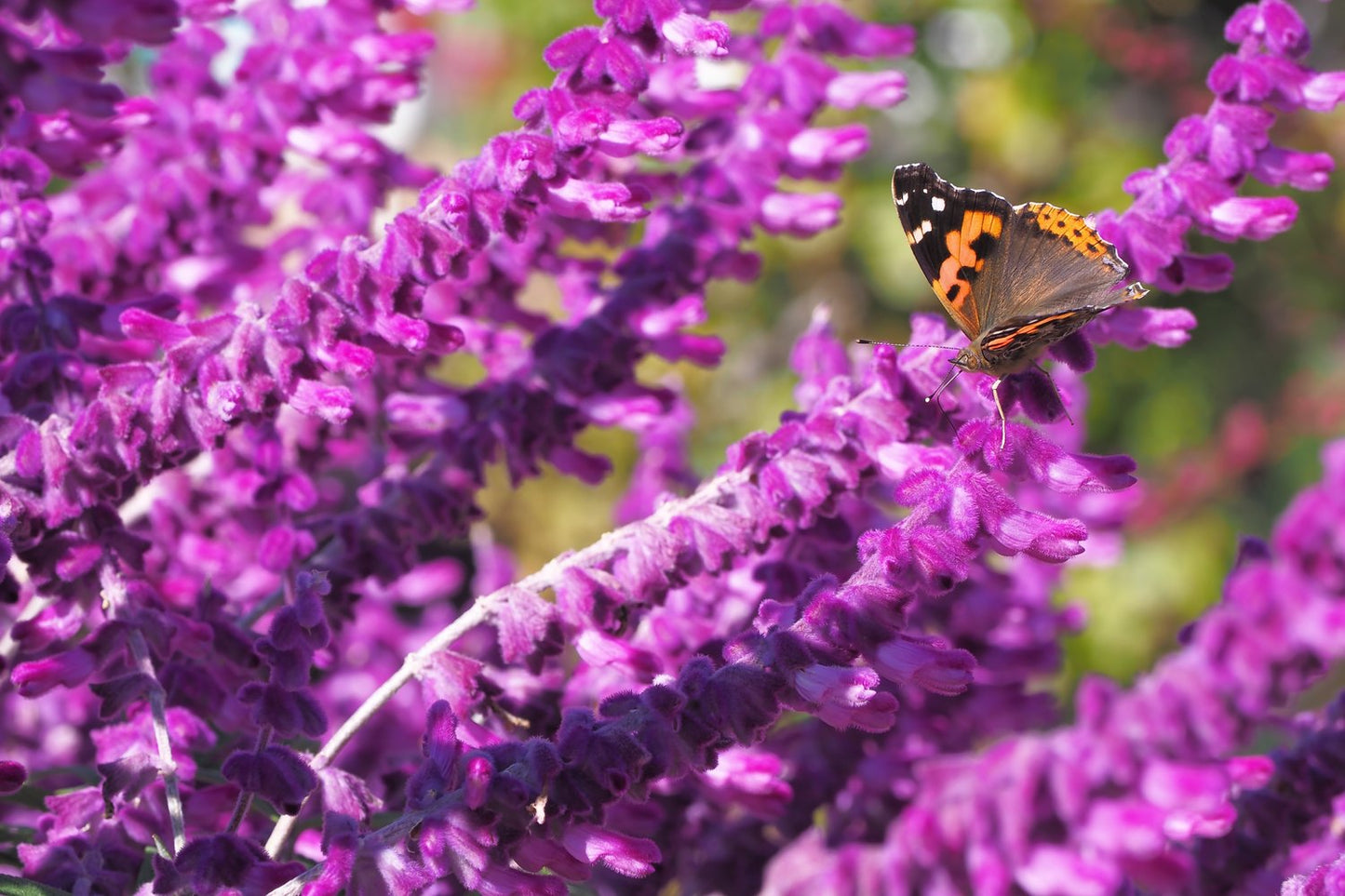 Salvia nemorosa 'Amethyst'
