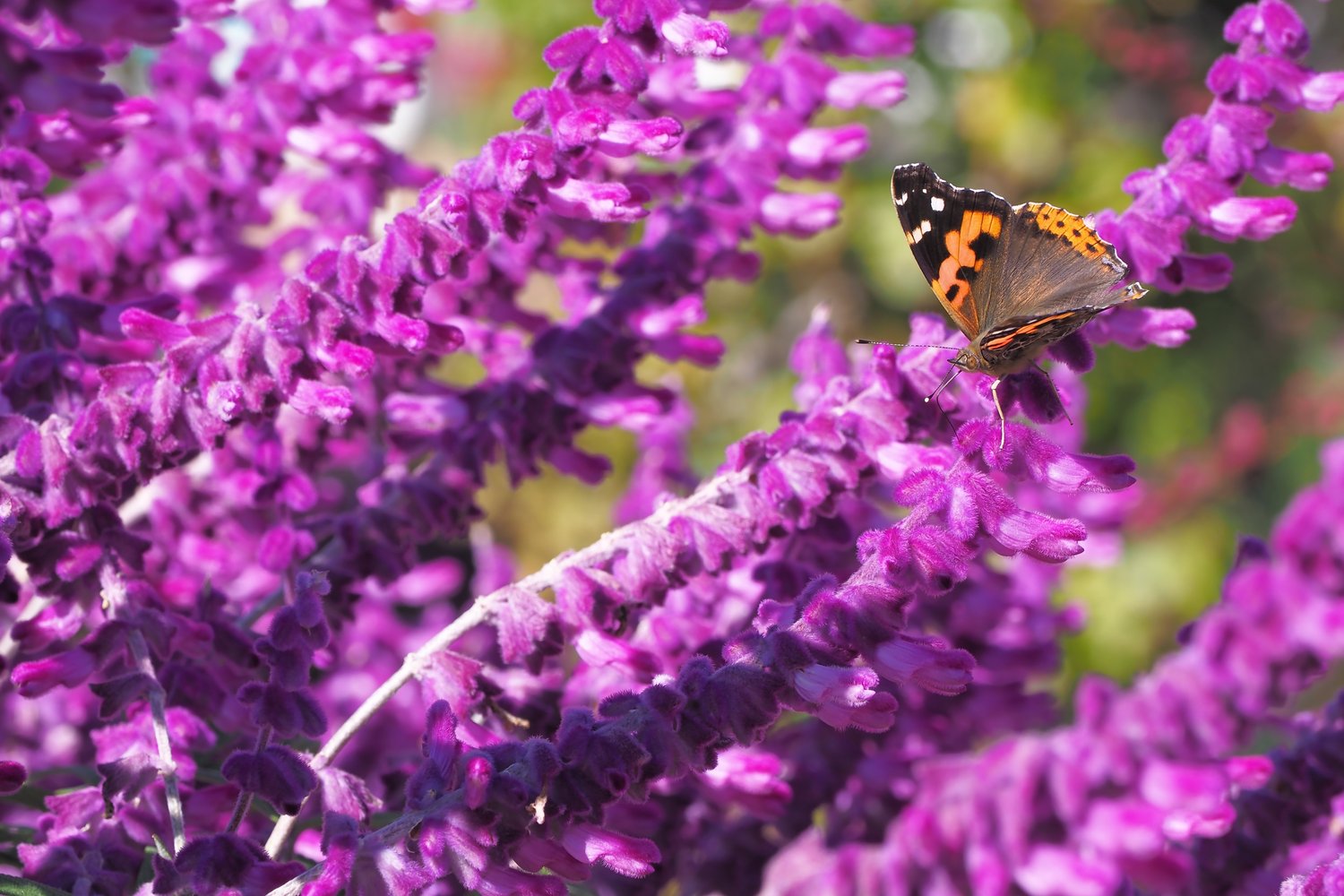 Salvia nemorosa 'Amethyst'