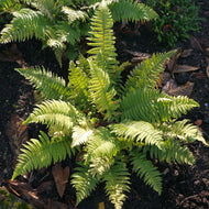 Dryopteris cycadina 2L
